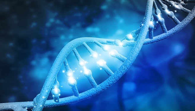 DNA’ets struktur